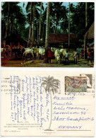 Malaysia 1985 Postcard Rural Life - Village Cows & Shed; 40c. Cobego Stamp; Kuantan, Pahang Cancel W/ Slogan - Malaysia