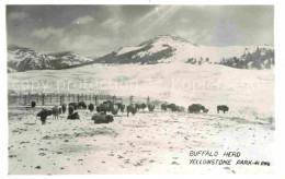 72715881 Yellowstone_National_Park Buffalo Herde Im Winter - Altri & Non Classificati