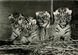 72707395 Tiger Vierlinge Koenigstiger Zoo Basel  - Altri & Non Classificati