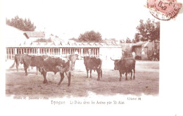 13 EYRAGUES PHOTOGRAPHIE REPRODUCTION TAUREAUX ARENES ST-ALOI PROVENCE CAMARGUE - Lieux