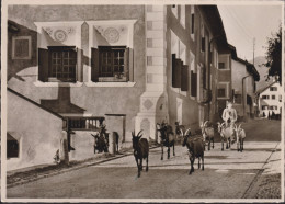 S-chanf (Engadin) Dorfstrasse Mit Ziegen-Herde Vor 1956 - S-chanf