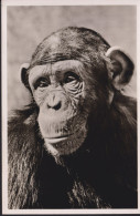 Schimpanse (Affe), Münchner Tierpark Hellabrunn, ° 1962 MÜNCHNER FESTSPIELE 12-VII.-9-IX - Singes