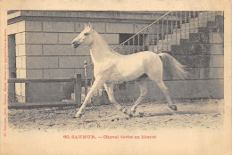 CPA 49 SAUMUR CHEVAL TARBE EN LIBERTE - Saumur