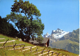 Suisse Valais Champéry Paysage Alpestre Les Dents Du Mdi Baugé Luynes - Champéry