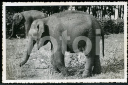 REAL PHOTO POSTCARD ELEPHANT ELEPHANTS AFRICA CARTE POSTALE - Other & Unclassified