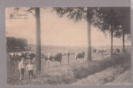 CPA Capellen   1910    Vaches - Kapellen