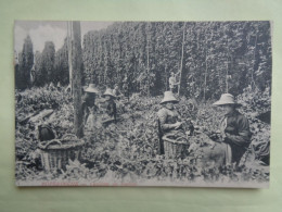 102-15-83             POPERINGHE    Cueillette Du Houblon - Poperinge