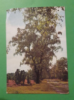 Oberhaverbecker Heide - Alberi