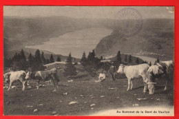 XZH-34  Au Sommet De La Dent De Vaulion  Bergers. Lac De Joux. Troupeau De Vaches. Circ. 1910  Deriaz 1792 - Vaulion