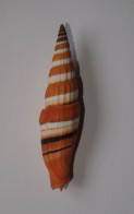 Vexillum Coccineum - Seashells & Snail-shells