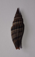 Vexillum Lyratum - Seashells & Snail-shells