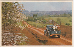 PARAGUAY. Plantaciones De Tung En La Colonia Poloca "Fram" - Paraguay