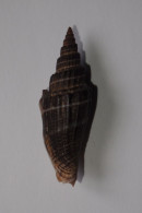 Vexillum Subdivisum - Seashells & Snail-shells