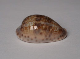 Cypraea Zonaria - Conchas Y Caracoles