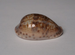 Cypraea Zonaria - Seashells & Snail-shells