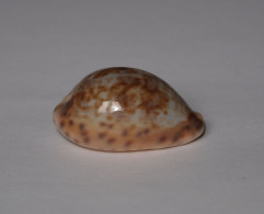 Cypraea Gambiensis - Coquillages