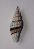 Vexillum Balteolatum - Seashells & Snail-shells