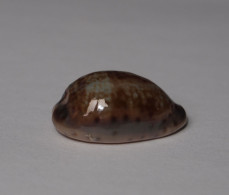 Cypraea Zonaria - Seashells & Snail-shells