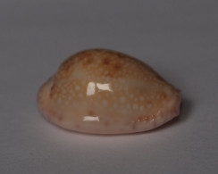 Cypraea Marginalis - Conchiglie