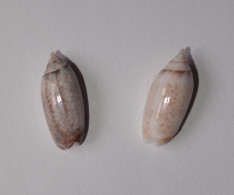 Oliva Australis - Seashells & Snail-shells