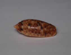 Oliva Mantichora - Seashells & Snail-shells