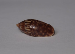 Oliva Parkinsoni - Schelpen