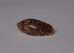Oliva Parkinsoni - Seashells & Snail-shells