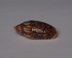 Oliva Parkinsoni - Coquillages