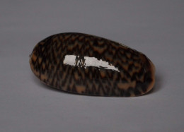 Oliva Elegans - Schelpen