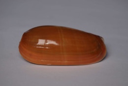 Oliva Vidua - Seashells & Snail-shells