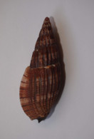 Lyria Solangeae - Muscheln & Schnecken