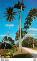 CPM Barbados Country Scene - Barbados (Barbuda)