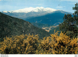 CPM Le Canigou - Midi-Pyrénées