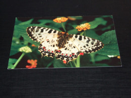 68747- VLINDER, BUTTERFLY, PAPILLON, SCHMETTERLING, FARFALLA, MARIPOSA - Butterflies