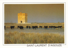 TAUREAUX AUX ABORDS DE LA TOUR CARBONNIERE ST LAURENT D'AIGOUZE (dil107) - Stieren