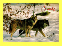 Canada - Le Loup Canadien (Canus Lupus) The Timber Wolf - Frais Du Site Déduits - Cartes Modernes