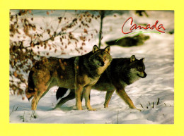 Canada - Le Loup Canadien (Canus Lupus) The Timber Wolf - Moderne Ansichtskarten