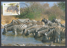 Hungary, Herd Of  Zebras , Maximum Card, 1997. - Maximumkarten (MC)