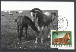Hungary, Foals , Maximum Card, 1974. - Maximumkarten (MC)