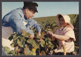 116468/ CHAMPAGNE, Vendanges, La Cueillette - Champagne-Ardenne