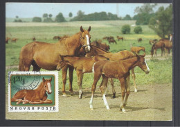Hungary, Mare With Foals , Maximum Card, 1974. - Maximumkarten (MC)