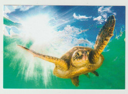 Ansichtkaart-postcard WWAR World Wide Animal Rescue (NL) Sea Turtle - Turtles