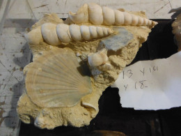 Belle Composition De Pecten Et Escargots Sur Terre 13x14x18 - Fossils