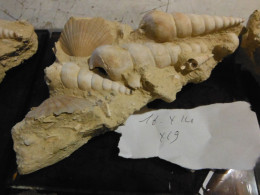 Belle Composition De Pecten Et Escargots Sur Terre 16x14x19 - Fossils