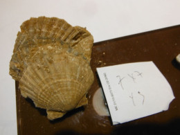 Belle Composition De Pecten  Sur Terre 7x7x5 - Fossils