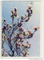 MAGNOLIENBLÜTE , Magnolia Blossom, Fleur De Magnolia - Arbres