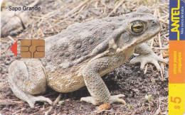URUGUAY - Frog, Sapo Grande(102a), 02/00, Used - Andere & Zonder Classificatie