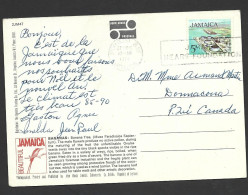 Jamaica 1974 PPC Postcard Of Banana Bunch From Montego Bay To Canada 5c Oil Refinery Definitive Franking - Jamaica (1962-...)