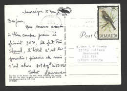 Jamaica 1981 PPC Postcard Of Holiday Inn Pool Ex Montego Bay To Canada 35c Bird Definitive Franking - Jamaica (1962-...)