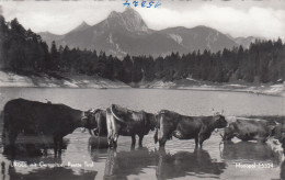 E3179) URISEE Mit Gernspitze - REUTTE - Tirol  Kühe Rinder Im Wasser ALT! - Reutte